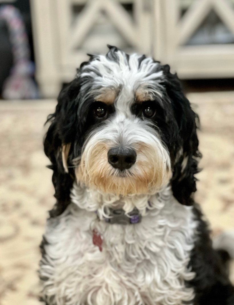 Ttoodle puppies for sales sale