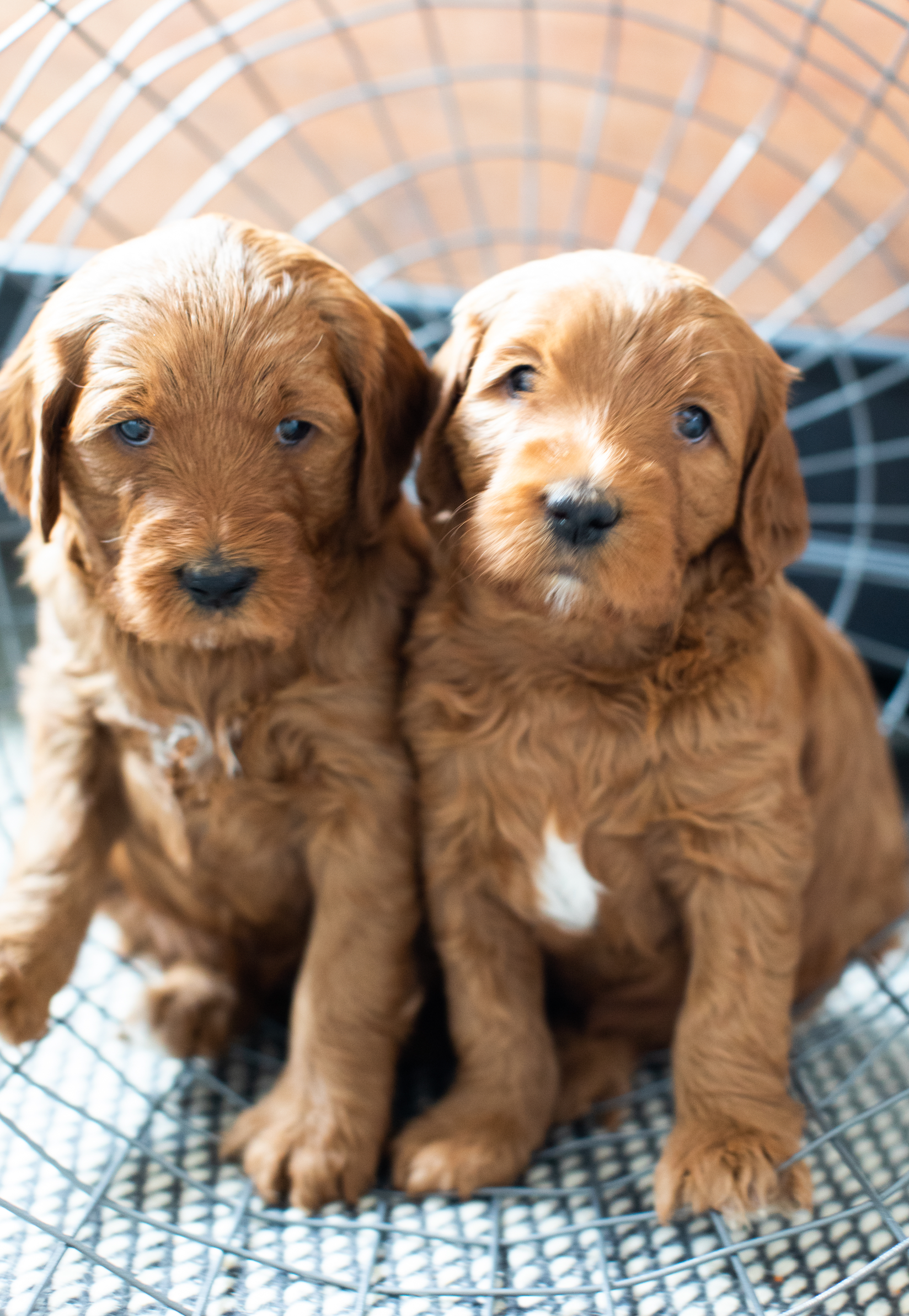 Adoption – TRDoodles